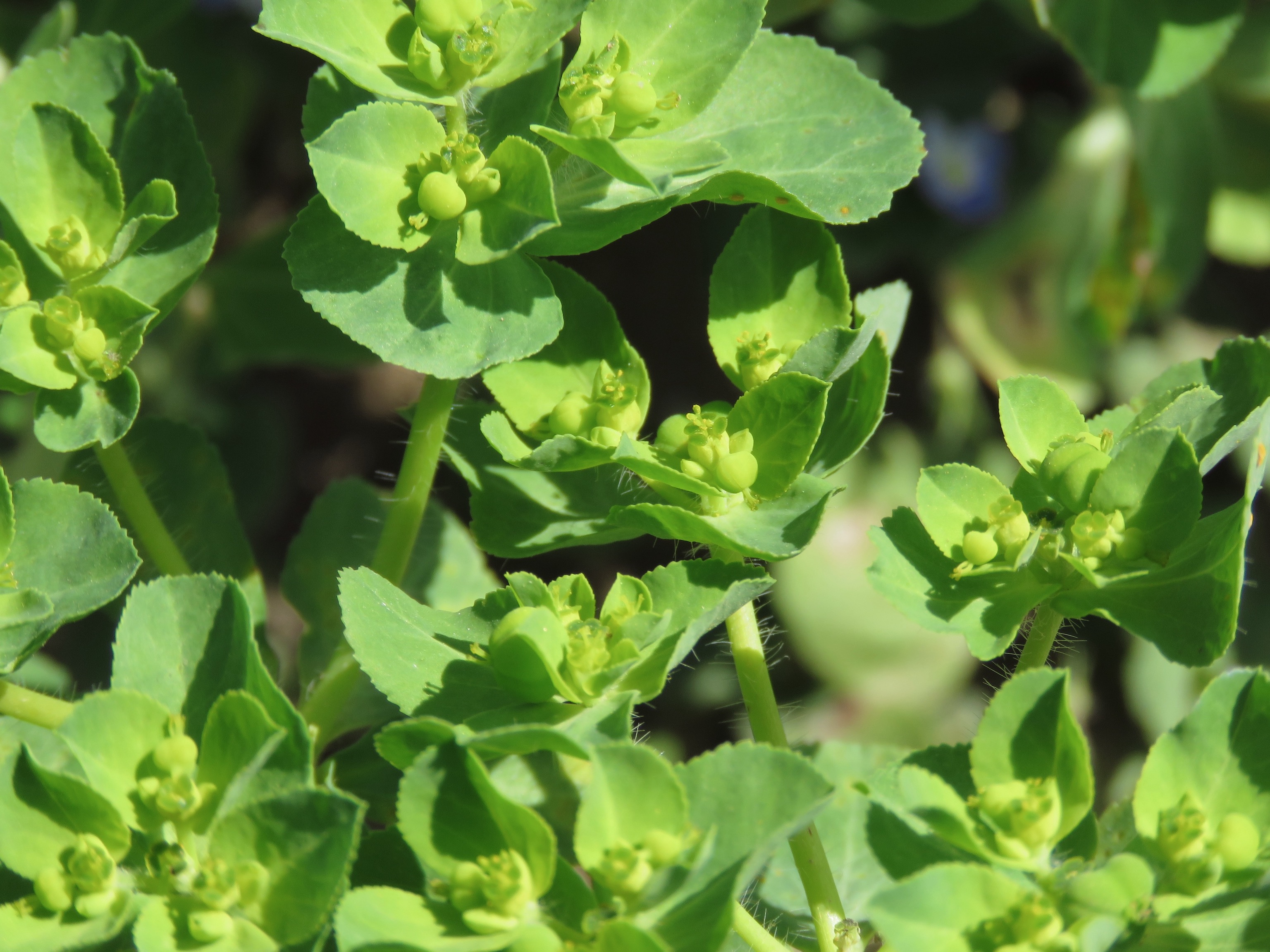 sun spurge NatureSpot
